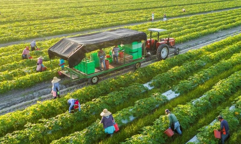 Xuất khẩu nông, lâm, thủy sản 8 tháng đầu năm 2023 đạt hơn 33 tỷ USD